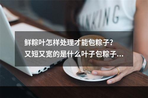 鲜粽叶怎样处理才能包粽子？  又短又宽的是什么叶子包粽子？