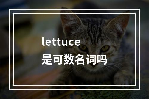 lettuce是可数名词吗