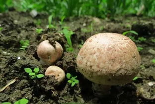 野生蘑菇鉴别基础知识(野生蘑菇的鉴别)